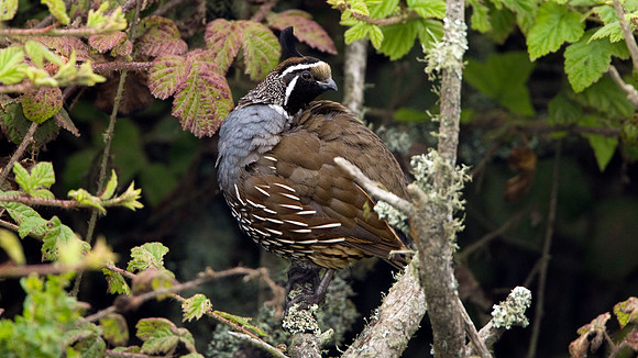 California Quail (Callipepla californica) Male