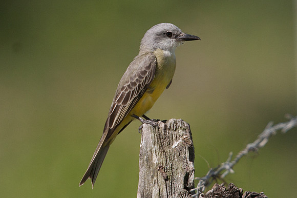 Tropical Kingbird (Tyrannus melancholicus)