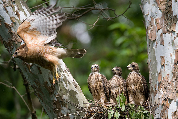 Red-shouldered Hawk (Buteo lineatus) adult and juvenile