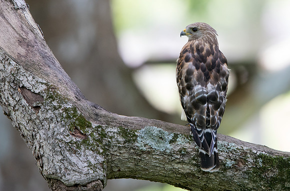 Red-shouldered hawk (Buteo lineatus)