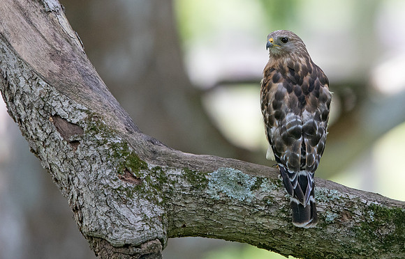 Red-shouldered hawk (Buteo lineatus)