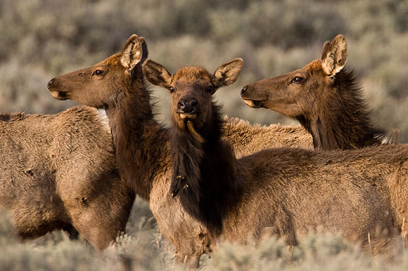 Elk (Cervus canadensis) also known as Wapiti