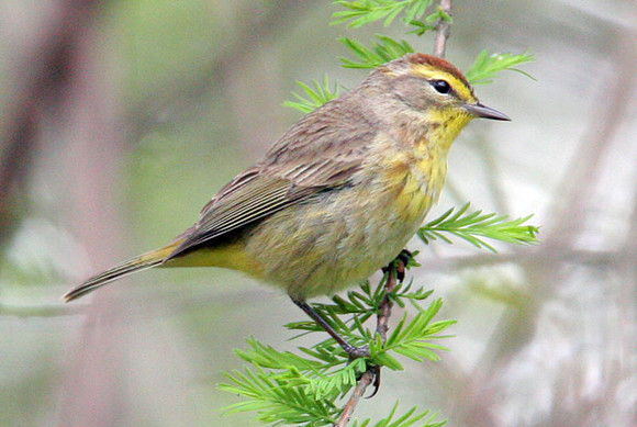 Palm Warbler (Dendroica palmarum)
