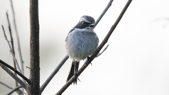 Grey bush chat (Saxicola ferreus)