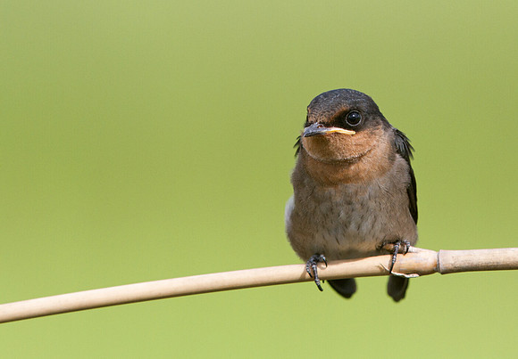 Pacific swallow (Hirundo tahitica)