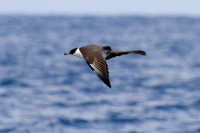 Pomarine Skua (Stercorarius pomarinus)