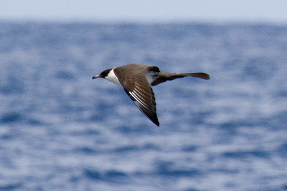Pomarine Skua (Stercorarius pomarinus)