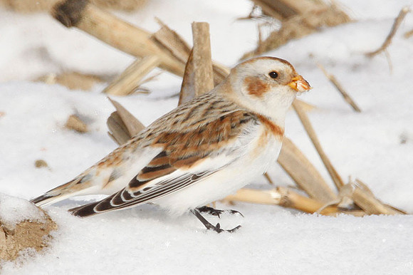 Snow Bunting (Plectrophenax nivalis)