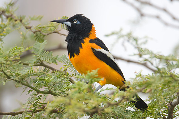 Venezuelan Troupial (Icteris icteris)