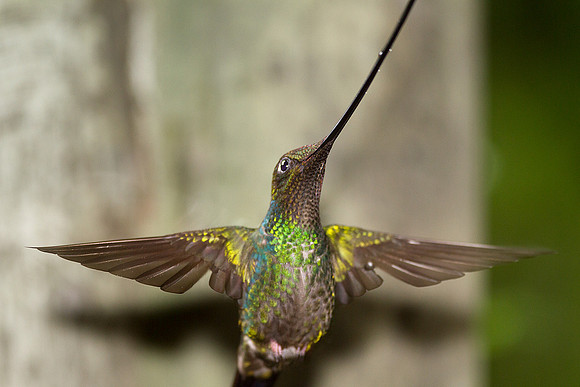 Sword-billed Hummingbird (Ensifera ensifera)