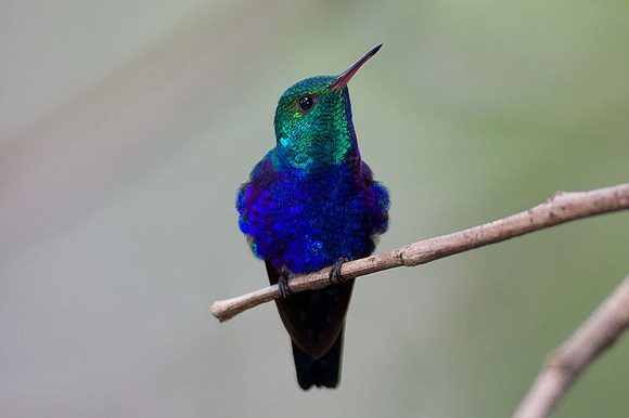 Violet-bellied Hummingbird (Damophila julie)