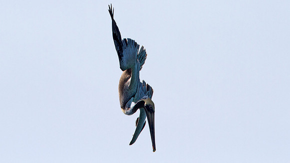 Brown Pelican (Pelecanus occidentalis)