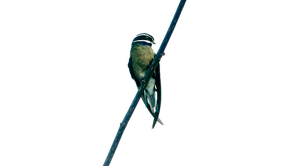 Whiskered Treeswift (Hemiprocne comata)