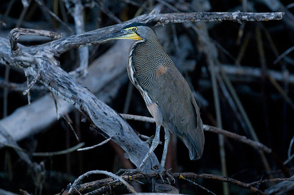 Bare-throated Tiger Heron (Tigrisoma mexicanum)