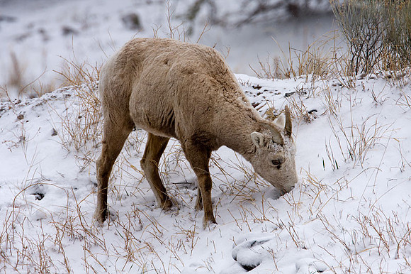 Colorado goat