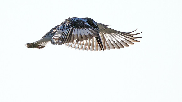 Pied Kingfisher (Ceryle rudis)