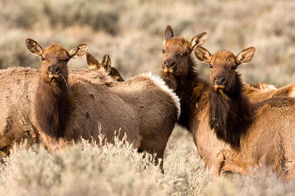 Elk (Cervus canadensis) also known as Wapiti