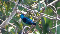 Blue Dacnis (Dacnis cayana)