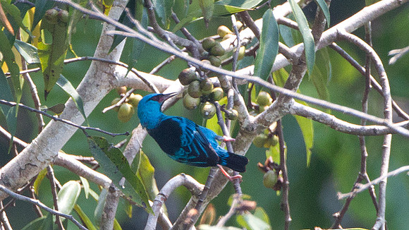 Blue Dacnis (Dacnis cayana)