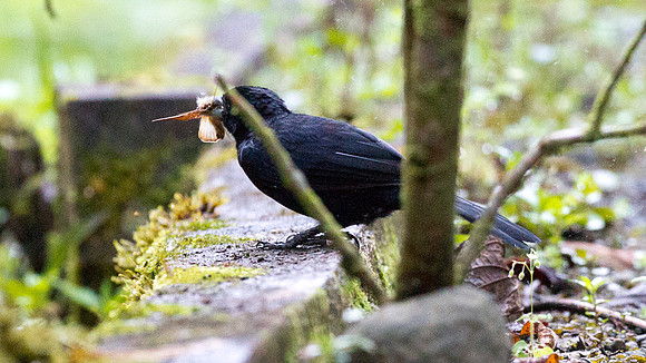 Blackish Antbird (Cercomacra nigrescens)