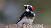 Acorn Woodpecker (Melanerpes formicivorus) Male