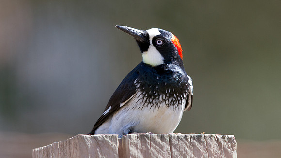 Acorn Woodpecker (Melanerpes formicivorus) Male