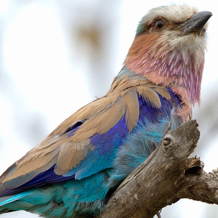 Lilac-breasted Roller (Coracias caudatus)