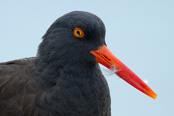 Black Oystercatcher (Haematopus bachmani)