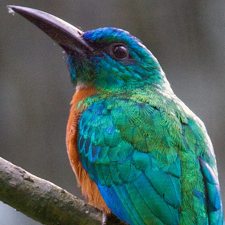 Great Jacamar (Jacamerops aureus) female
