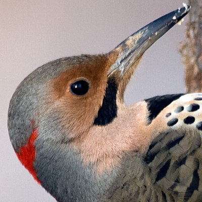 Northern Flicker (Yellow-shafted) (Colaptes auratus)