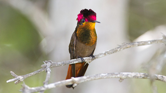 Ruby-topaz Hummingbird (Chrysolampis mosquitus) male