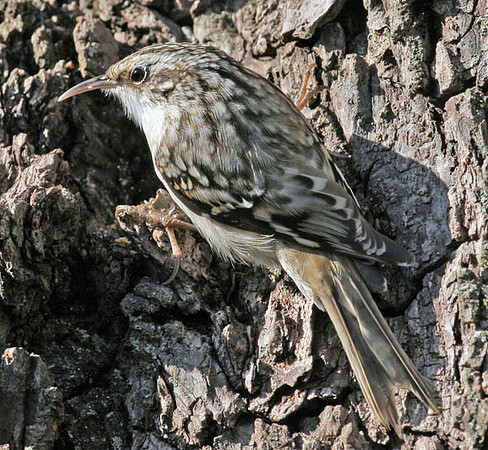 Brown Creeper (Certhia americana) also known as American Tree Creeper