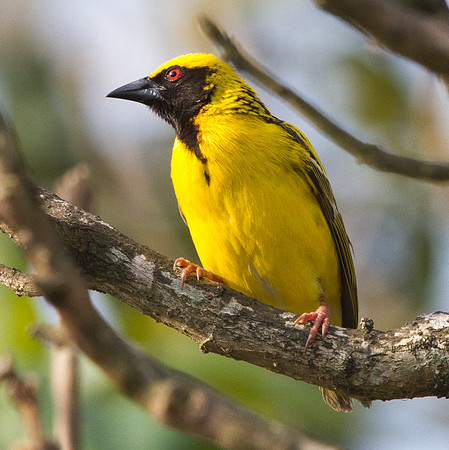 Village Weaver (Ploceus cucullatus) Male