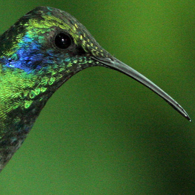 Green Violetear (Colibri thalassinus)