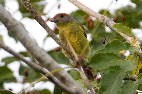 Rufous-browed Peppershrike (Cyclarhis gujanensis)