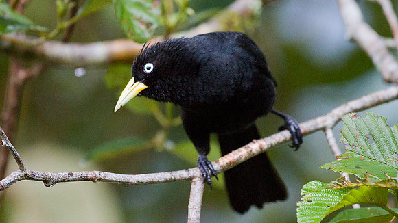 Subtropical Cacique (Cacicus uropygialis)
