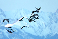 Sandhill Cranes (Grus canadensis)