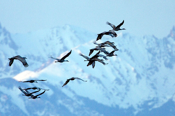 Sandhill Cranes (Grus canadensis)