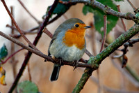 European Robin (Erithacus rubecula)