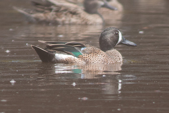 Blue-winged Teal (Anas discors) male
