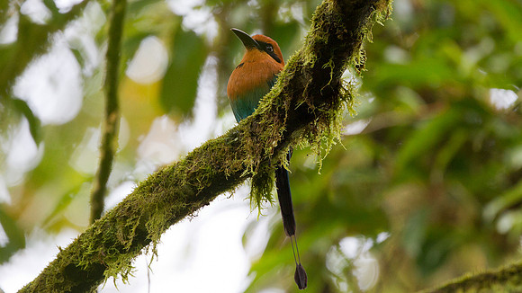 Broad-billed Motmot (Electron platyrhynchum)