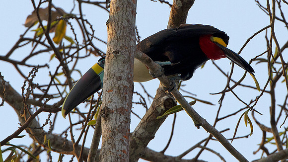 White-throated Toucan (Ramphastos tucanus)