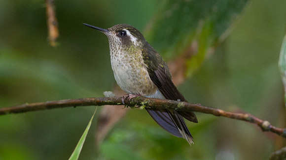 Speckled Hummingbird (Adelomyia melanogenys)