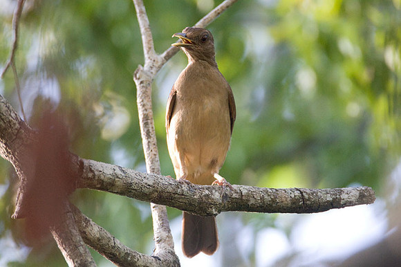 Clay-colored Thrush (Turdus grayi)