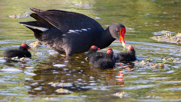 Common Moorhen (Gallinula chloropus)