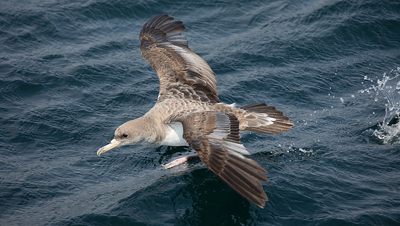 Cory's shearwater (Calonectris borealis)