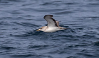 Cory's shearwater (Calonectris borealis)