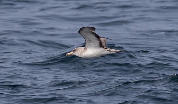 Cory's shearwater (Calonectris borealis)