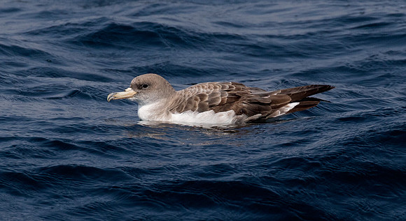 Cory's shearwater (Calonectris borealis)