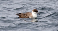 Great shearwater (Ardenna gravis)